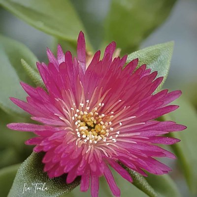 Baby Sun Rose