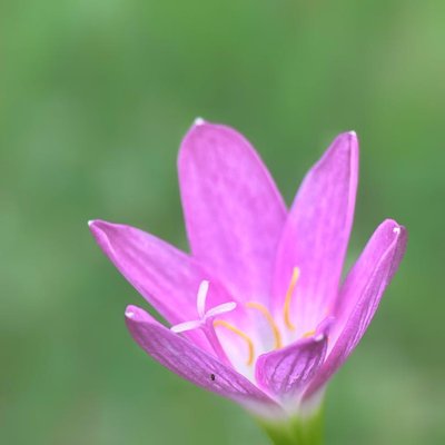 Lili Hujan Pink