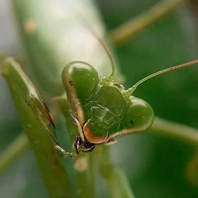 mantis