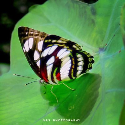 kupu-kupu Neptis hylas