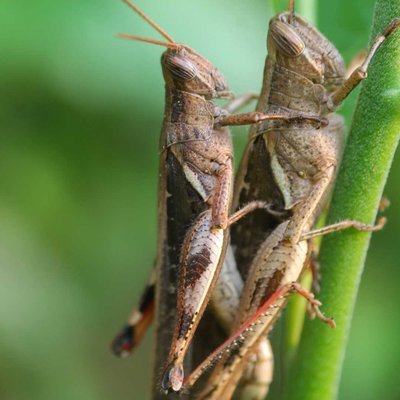 Mating