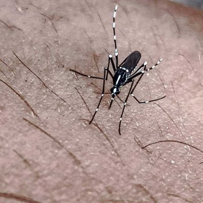 mosquito