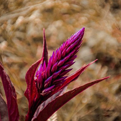 Celosia argentea L

