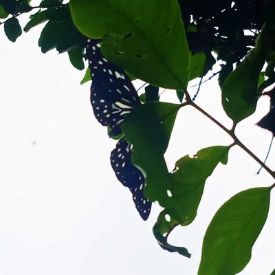Tirumala Butterfly