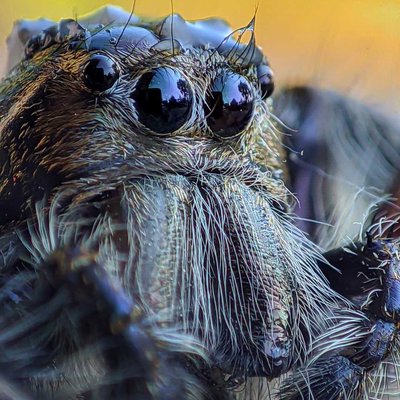 Hyllus diardi