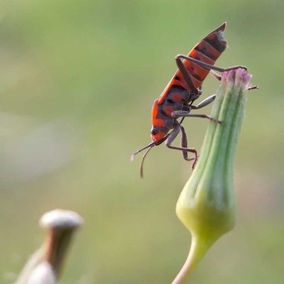 Pyrrhocoris apterus