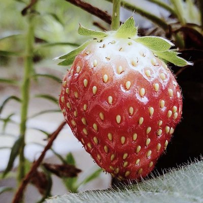 Strawbery 