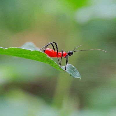 Reduviidae