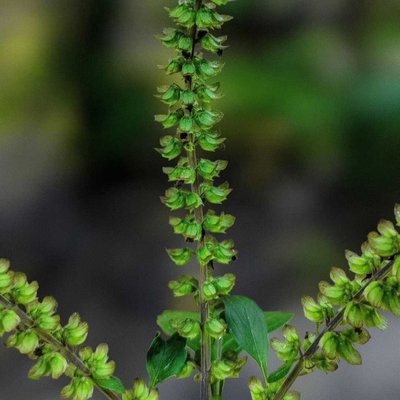 Green Series : Post No - 3