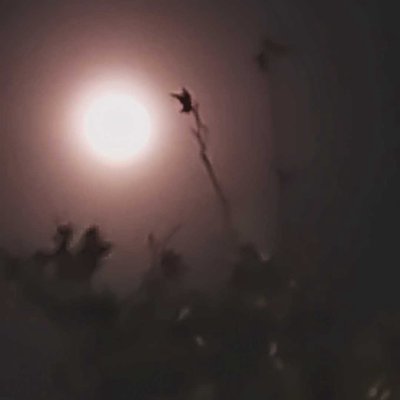 Luna entre árboles.