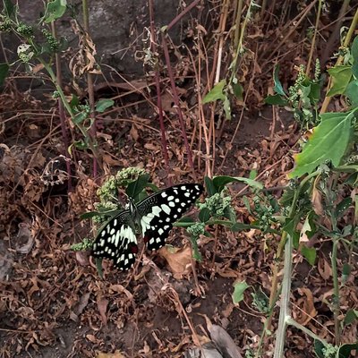 butterfly 🦋