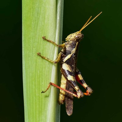 Reufus legged grasshopper 