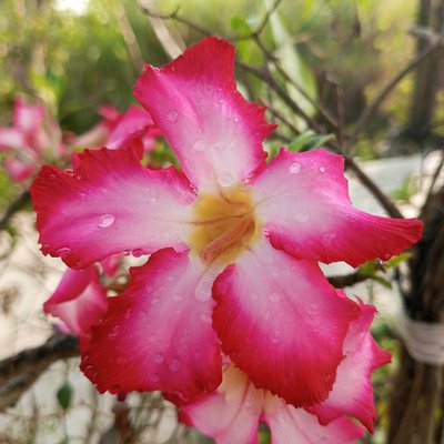 Adenium