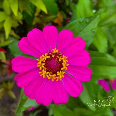 Zinia Pink