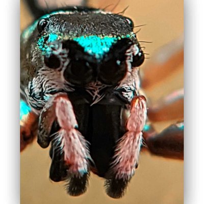 jump spider