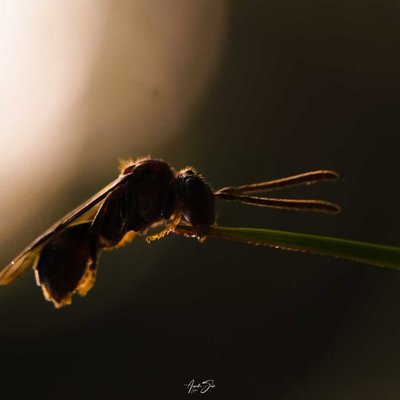 mobile photography 
