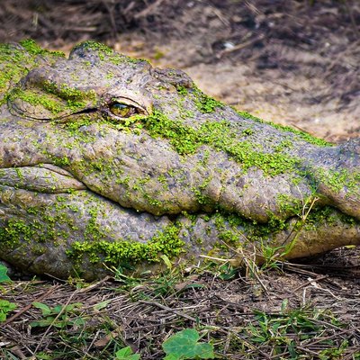 Crocodile