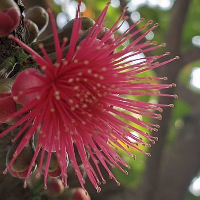 bunga jambu bol