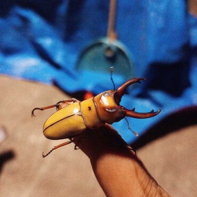Beetle