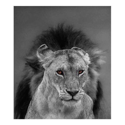 the lion in black and white picture with story eyes