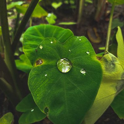 water drops 