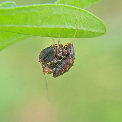 mobile macrophotography