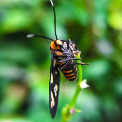 Amata Huebneri || Kupu-kupu Kecil