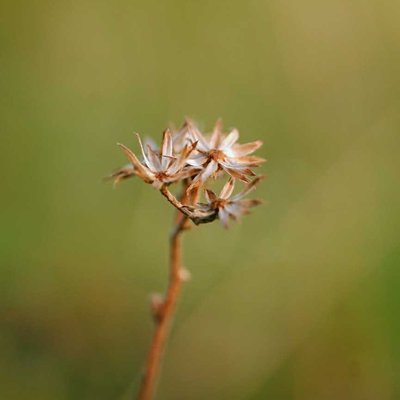 Dry flowers