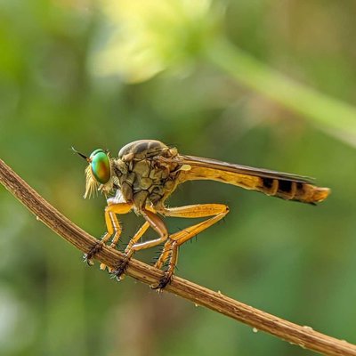 robberfly 📸