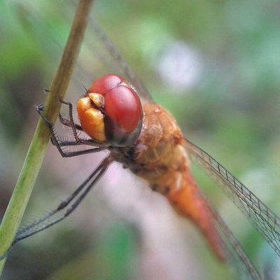 Kecapung atau Anisoptera