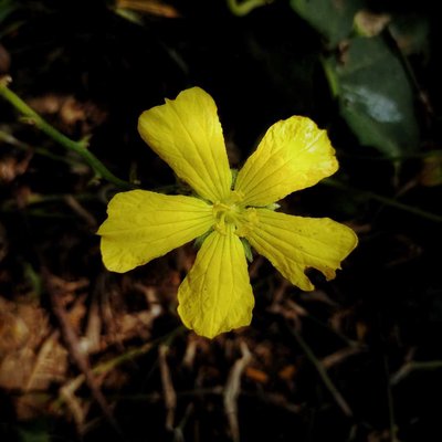 🌼🌼🌼🌼