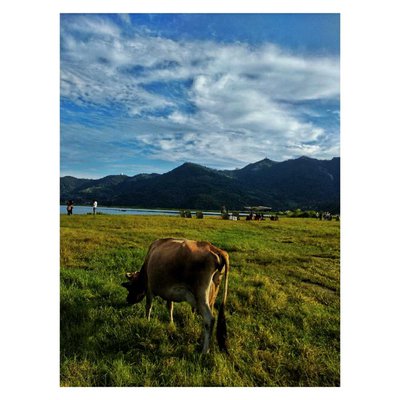 Cows & Meadows