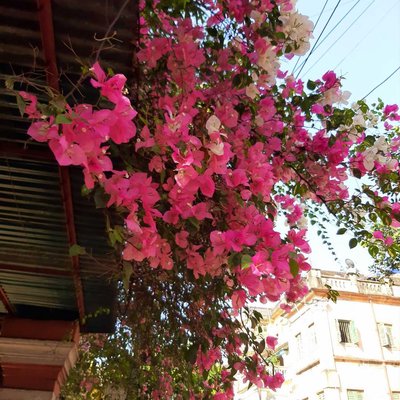 spring in Kolkata...💚💚💚