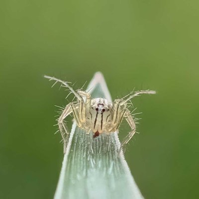 Oxyopes salticus