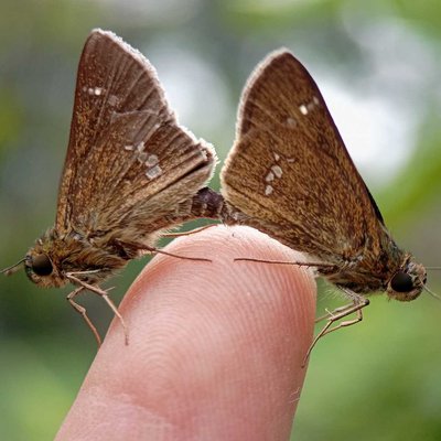 Hesperiidae