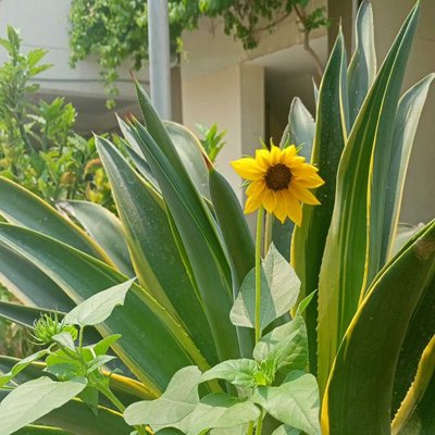 Blooming with Sunflower Love🌻❤️