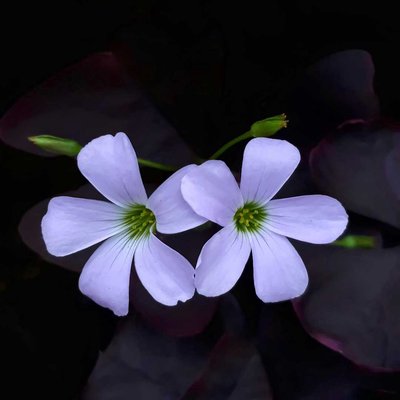 Bunga Kupu-kupu (Oxalis Triangularis)