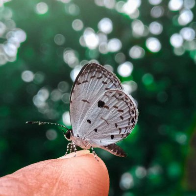 BUTTERFLY 🦋
