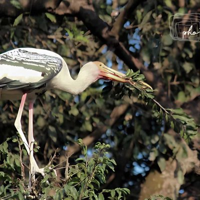 Birds are the beauty of nature . 