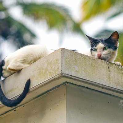 Cats and Their Obsession 