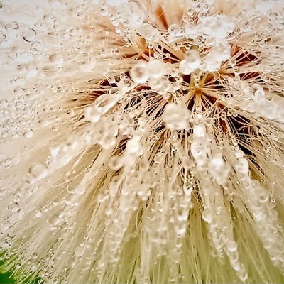 Macro