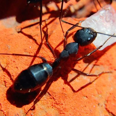 Ant