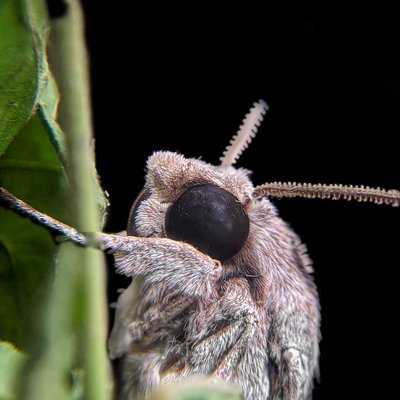 hawk moth