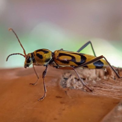 Chlorophorus