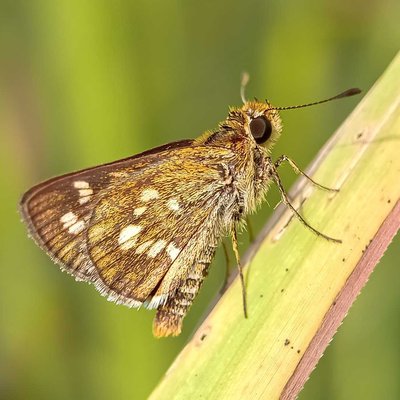Polites peckius