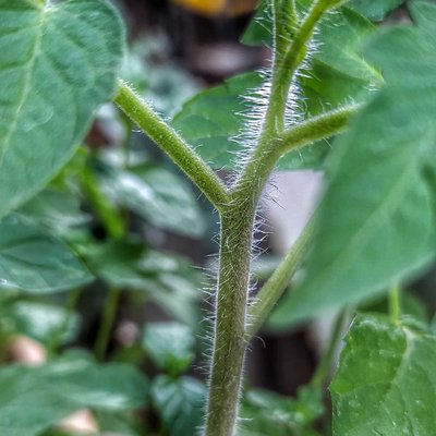 Domates fidesi 🍅