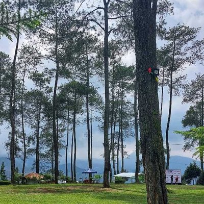 Orchid Forest Cikole
