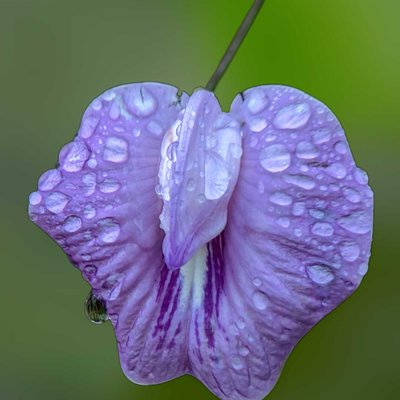 Centrosema virginianum