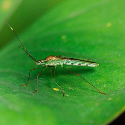 Leptocorisa