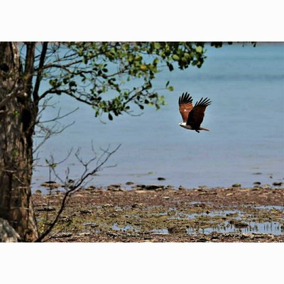 Brahminy kite